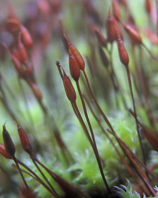 Image of genus Niphotrichum specimen.