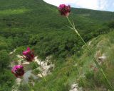 Dianthus capitatus. Верхушки побегов с соцветиями. Краснодарский край, Абинский р-н, окр. станицы Шапсугская, скальное обнажение на склоне к р. Адегой. 12.06.2017.