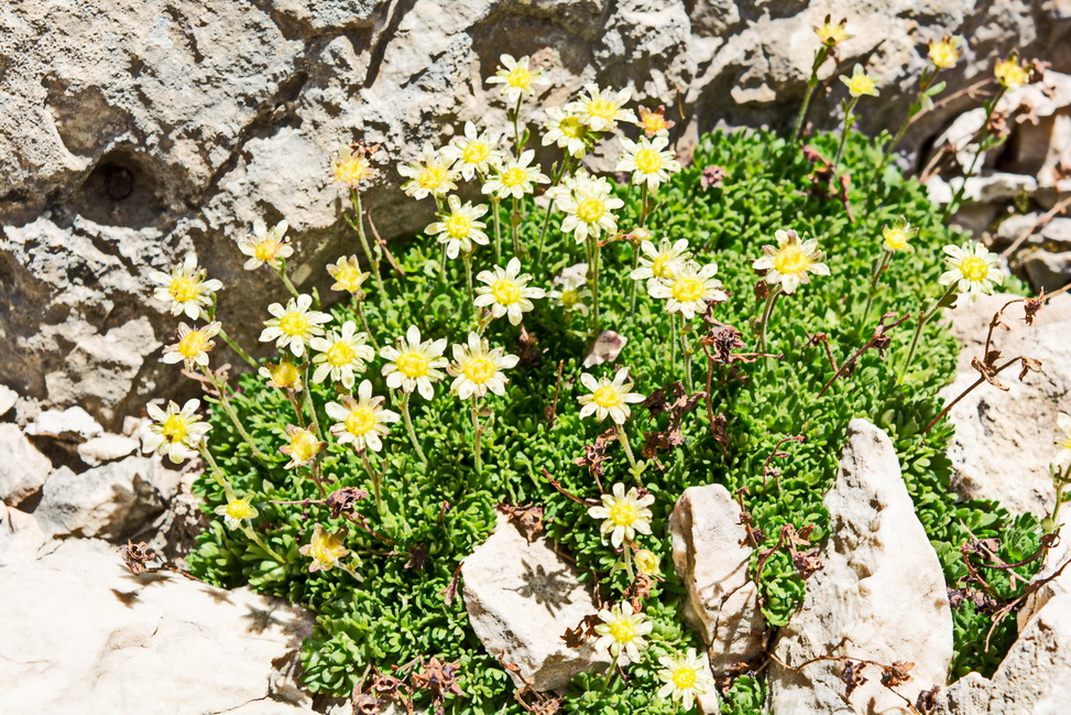 Изображение особи Saxifraga moschata.