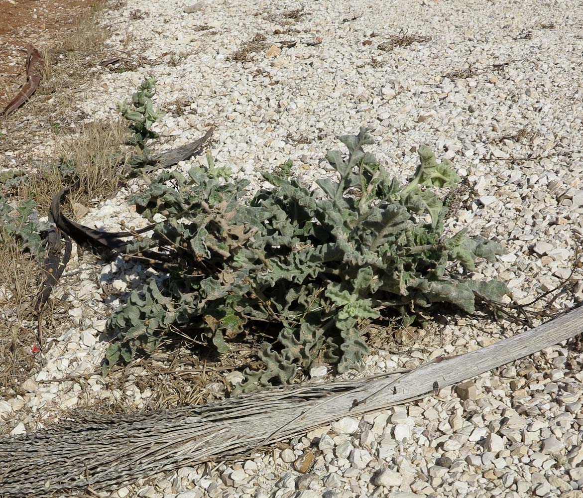 Image of Verbascum jordanicum specimen.