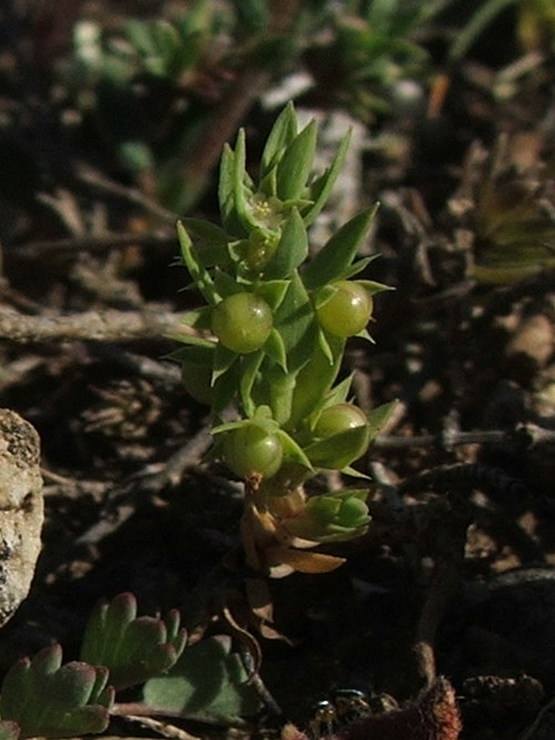 Изображение особи Asterolinon linum-stellatum.