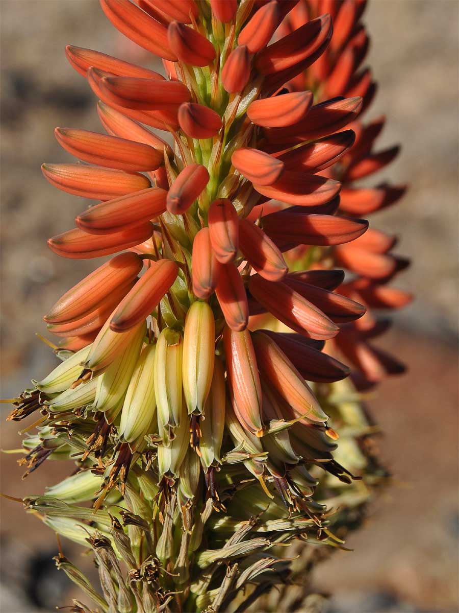 Image of Aloe gariepensis specimen.