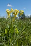 Primula veris