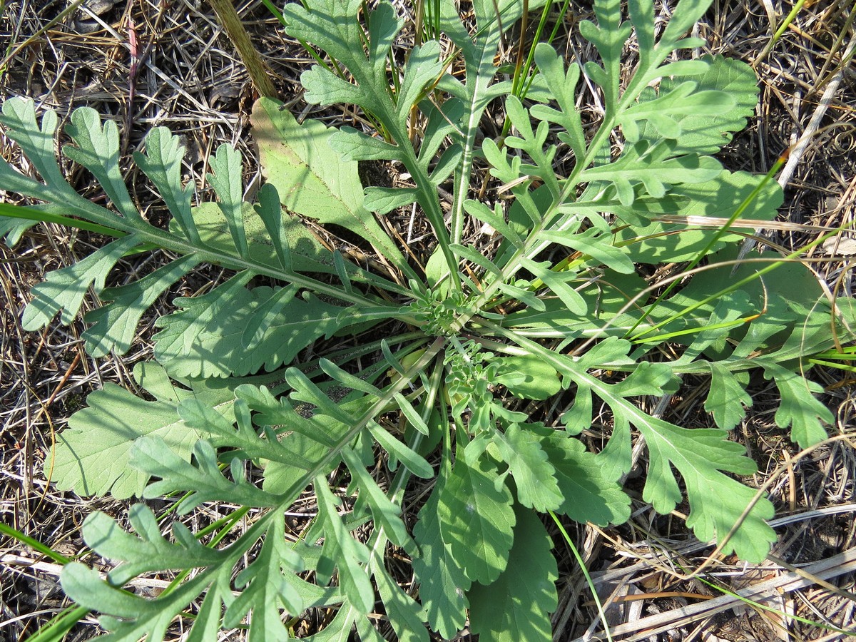 Image of Scabiosa ochroleuca specimen.