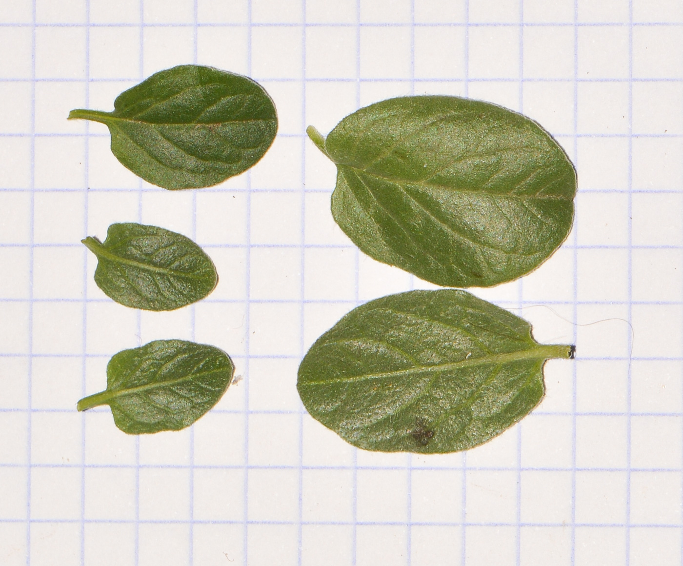Image of Convolvulus sabatius ssp. mauritanicus specimen.