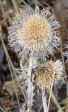 Echinops karatavicus. Соплодия. Узбекистан, Ташкентская обл., зап. отр. Чаткальского хр., окр. кишлака Учтерак. 24.09.2017.