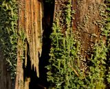 genus Cladonia. Слоевище на старом пне. Средний Урал, Пермский край, Добрянский р-н, 5 км от ст. Ярино, смешанный лес. 14 октября 2017 г.