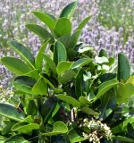 Viburnum utile. Верхушка цветущего растения с кормящимся жуком-бронзовка золотистая (Cetonia aurata). Крым, городской округ Ялта, пгт Массандра, Массандровский дворец, в цветнике. Июль 2017 г.