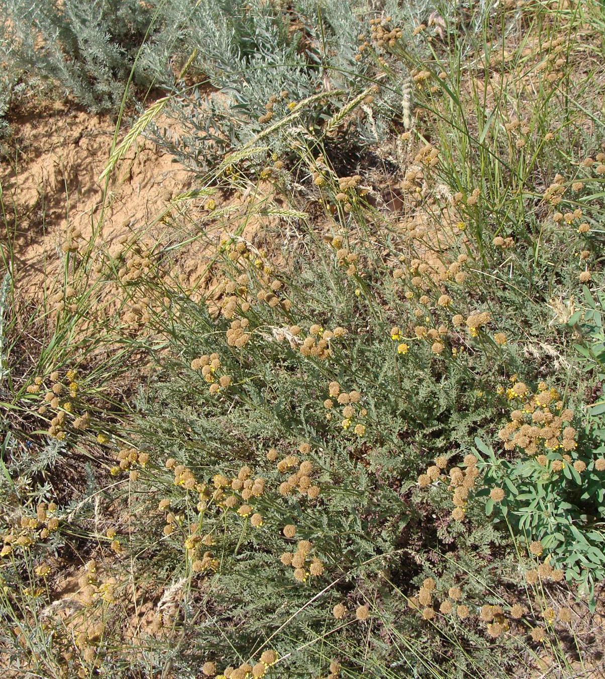 Image of genus Tanacetum specimen.