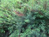 Phyllanthus myrtifolius. Ветви с соцветиями. Австралия, г. Брисбен, ботанический сад. 16.01.2016.