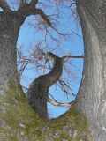 Quercus robur. Стволы взрослого дерева. Марий Эл, г. Йошкар-Ола, Центральный парк. 30.03.2017.