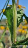 Rudbeckia variety sullivantii