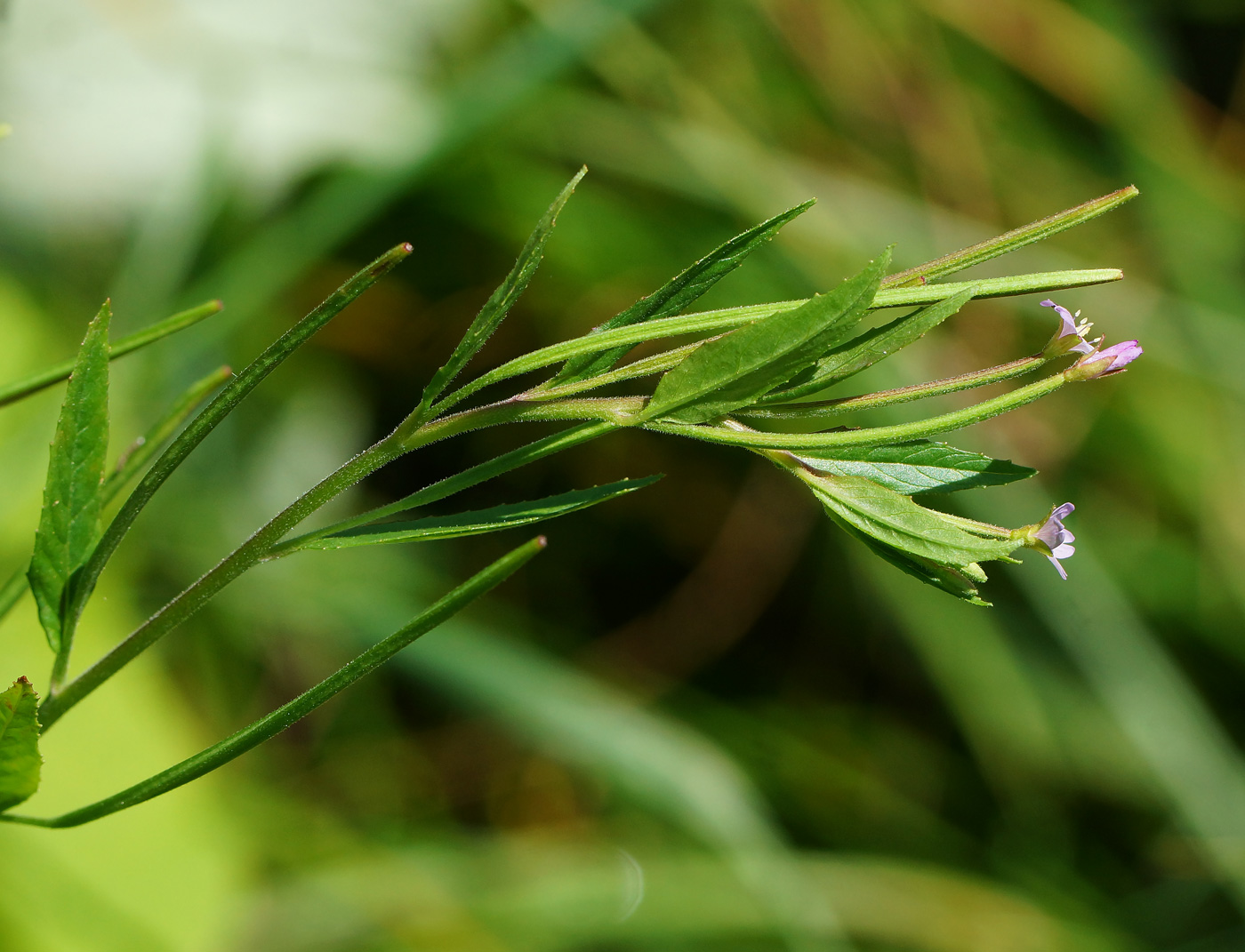 Image of Epilobium adenocaulon specimen.