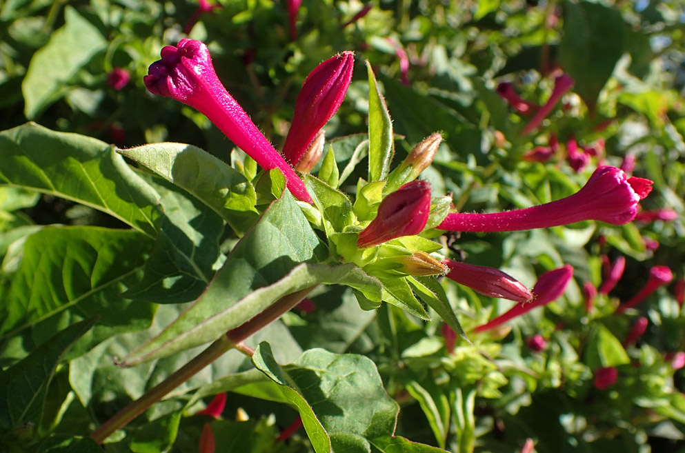 Изображение особи Mirabilis jalapa.