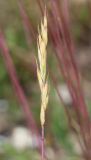 Festuca callieri