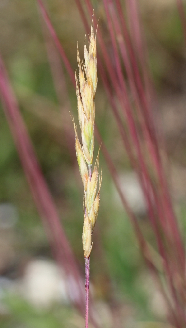 Изображение особи Festuca callieri.