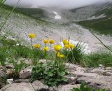 Ranunculus crassifolius