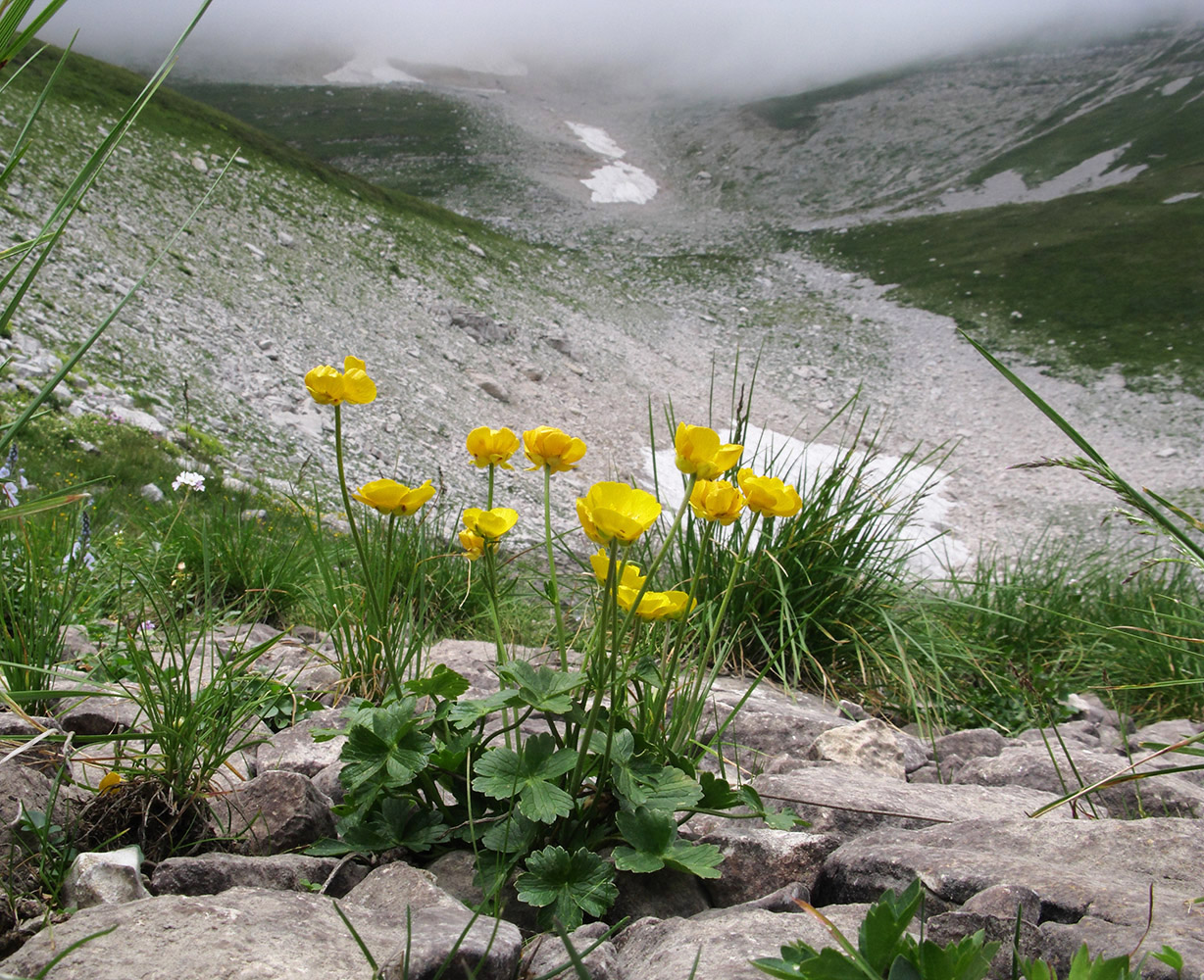 Изображение особи Ranunculus crassifolius.