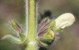 Salvia austriaca