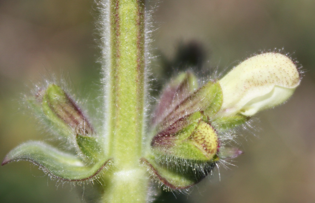 Image of Salvia austriaca specimen.