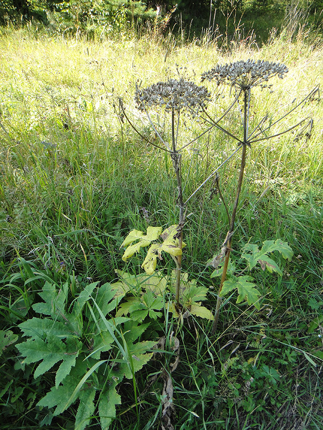 Изображение особи род Heracleum.