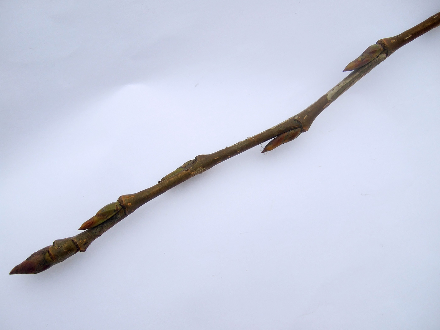 Image of Populus × rasumowskiana specimen.