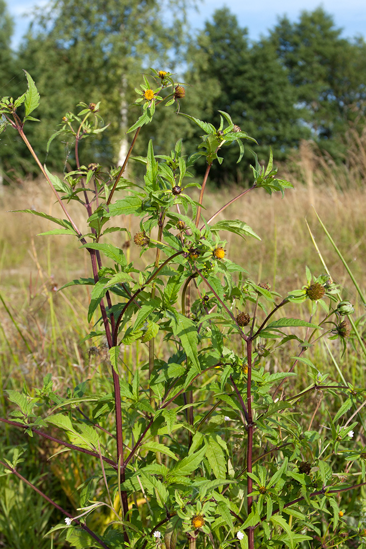 Image of Bidens tripartita specimen.