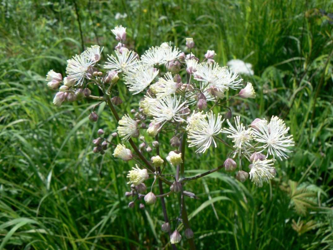 Image of Thalictrum contortum specimen.