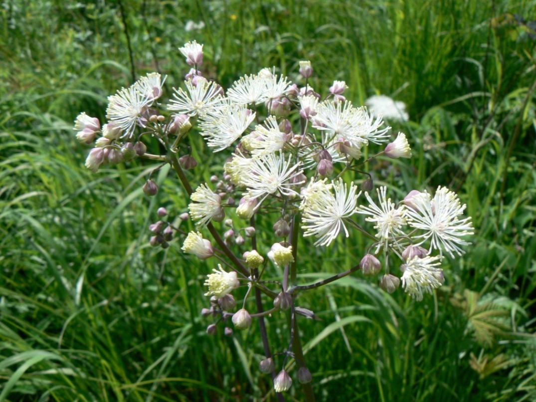 Изображение особи Thalictrum contortum.