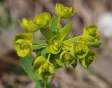 Euphorbia iberica. Соцветие. Северная Осетия, верхняя часть Куртатинского ущелья, окр. пос. Верхний Фиагдон. 06.05.2010.