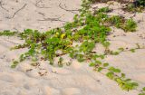 Ipomoea pes-caprae. Расцветающие растения. Малайзия, о-в Пенанг, окр. г. Джорджтаун, песчаный пляж. 05.05.2017.