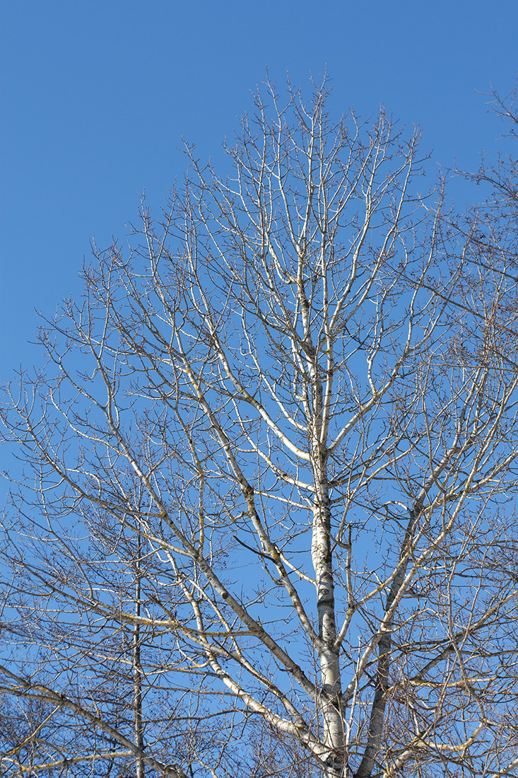 Изображение особи Populus tremula.