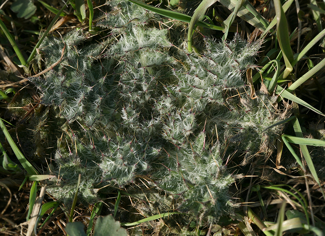 Image of Cirsium vulgare specimen.