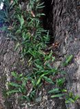 Pyrrosia lanceolata. Вегетирующие растения на стволе дерева. Малайзия, о-в Пенанг, окр. г. Джорджтаун, окраина песчаного пляжа. 05.05.2017.