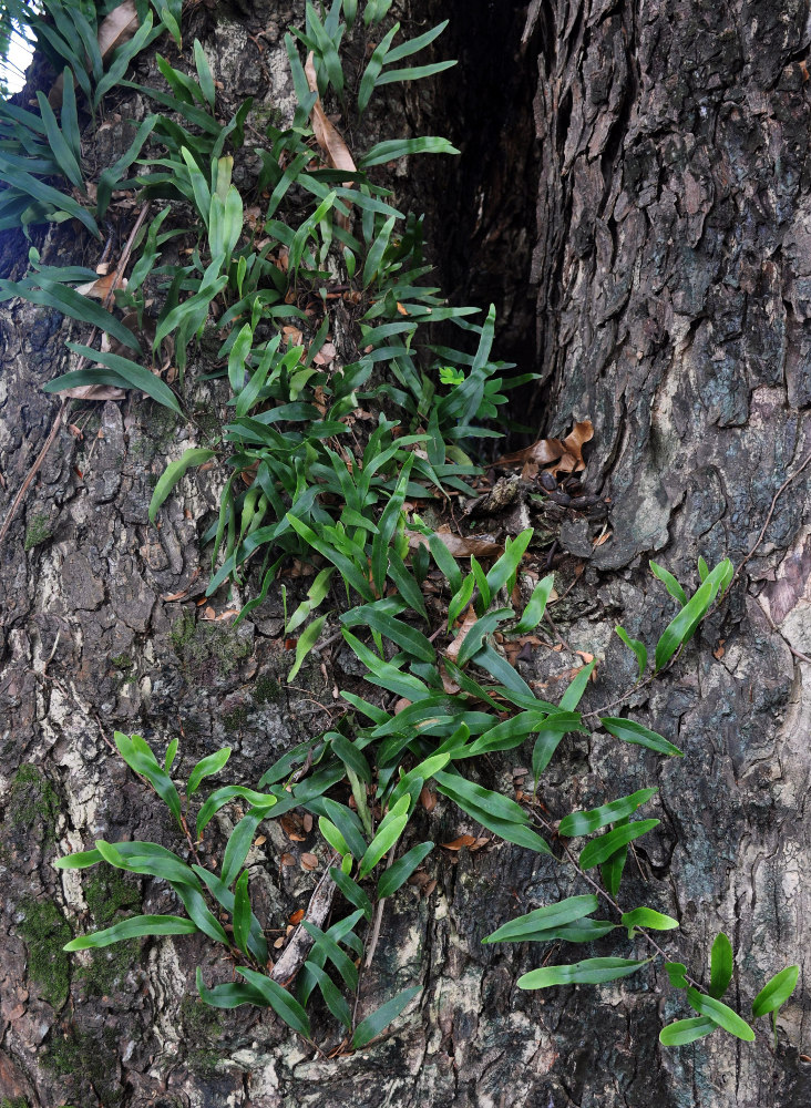 Image of Pyrrosia lanceolata specimen.