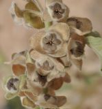 Malva arborea