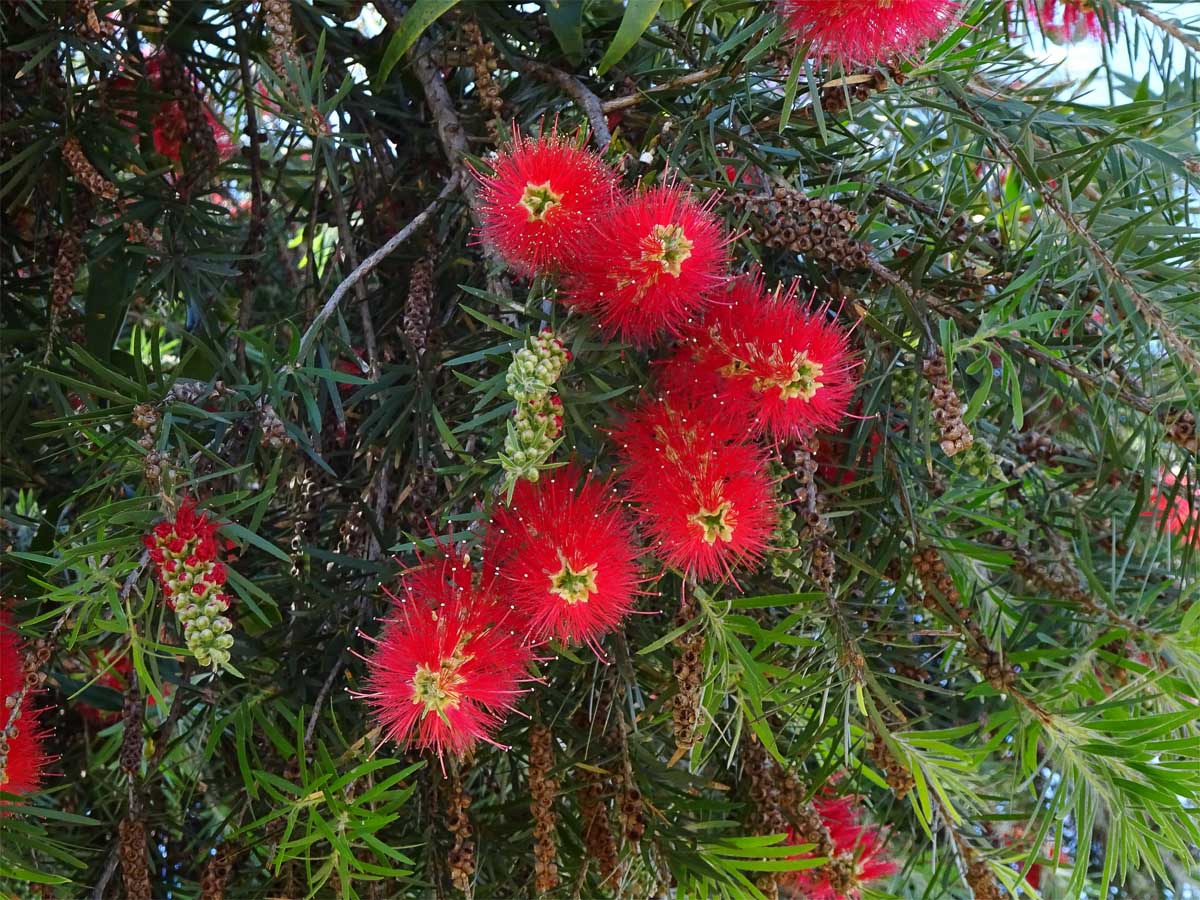 Image of Callistemon phoeniceus specimen.