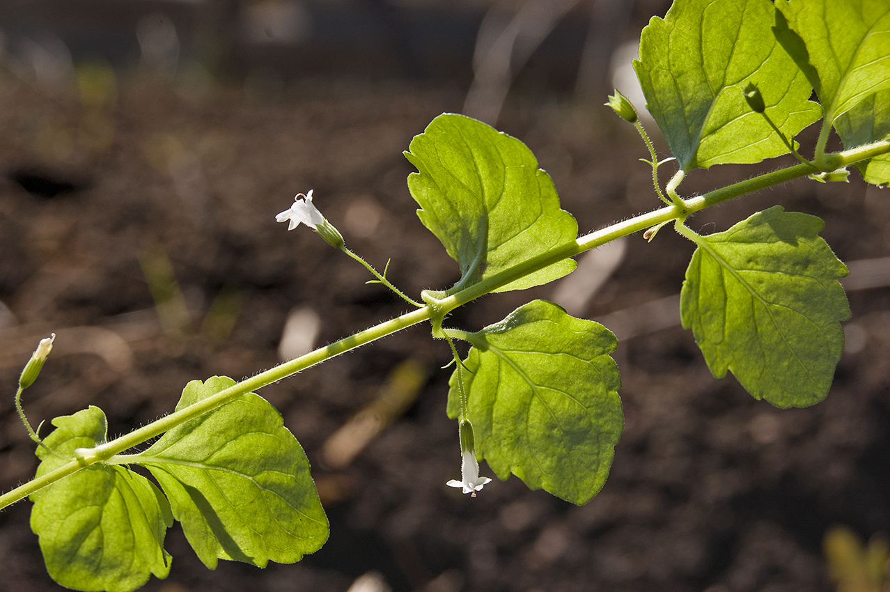 Image of Clinopodium douglasii specimen.