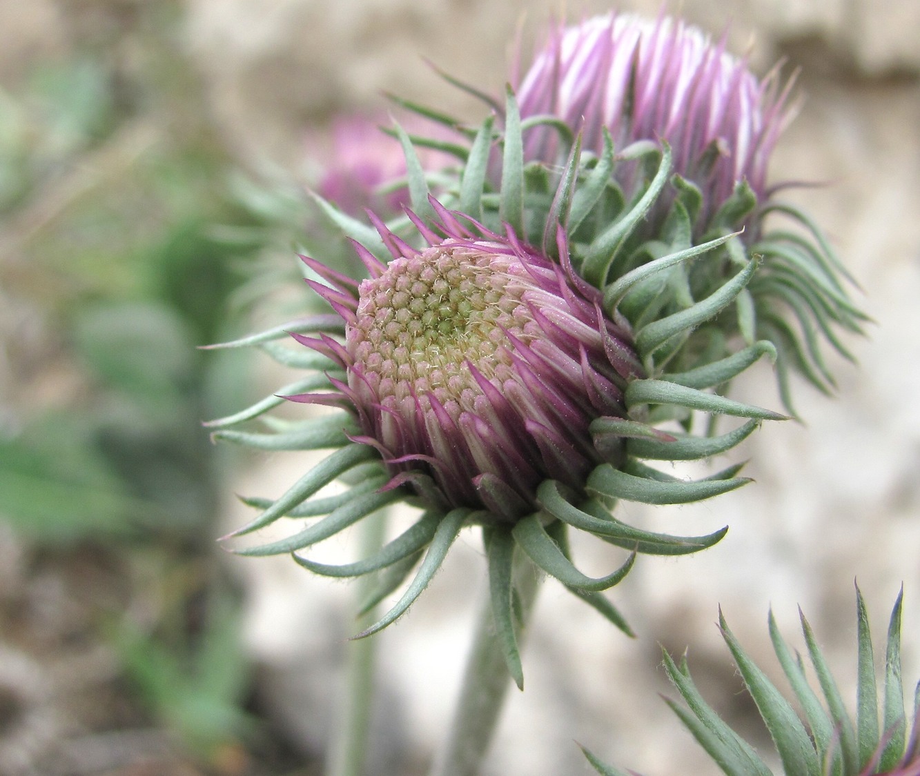Image of Jurinea ruprechtii specimen.