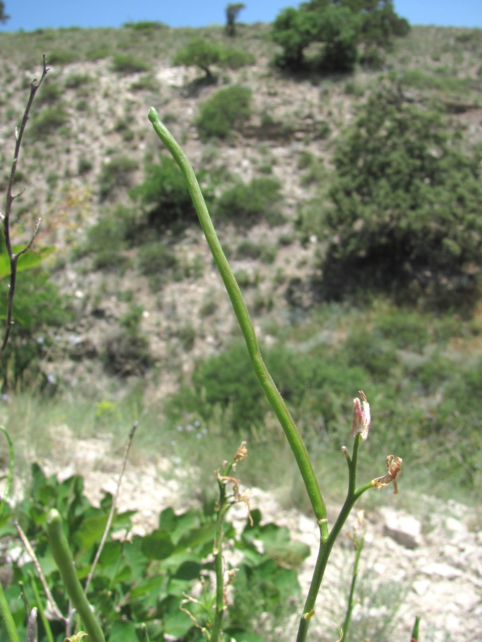 Изображение особи Matthiola daghestanica.