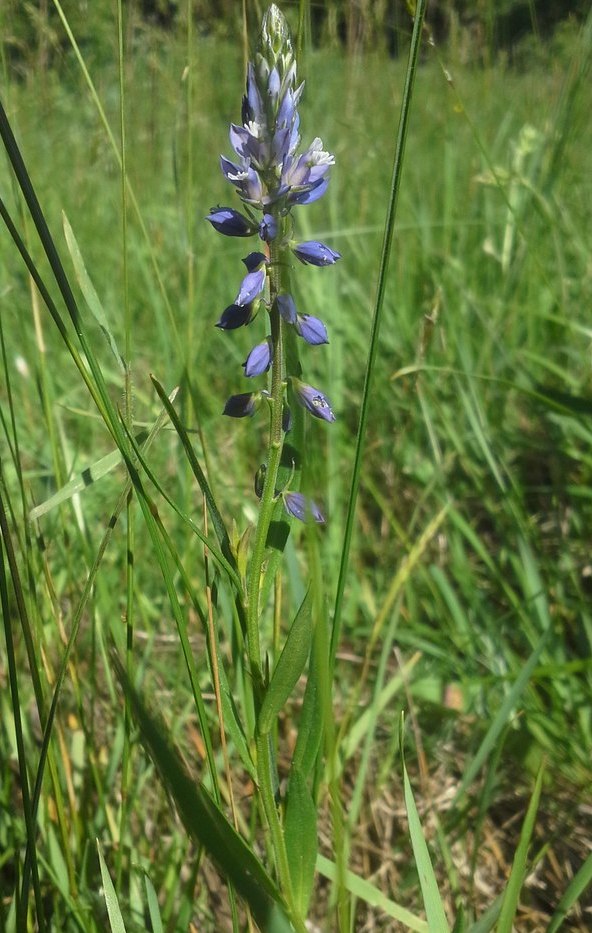 Image of Polygala comosa specimen.