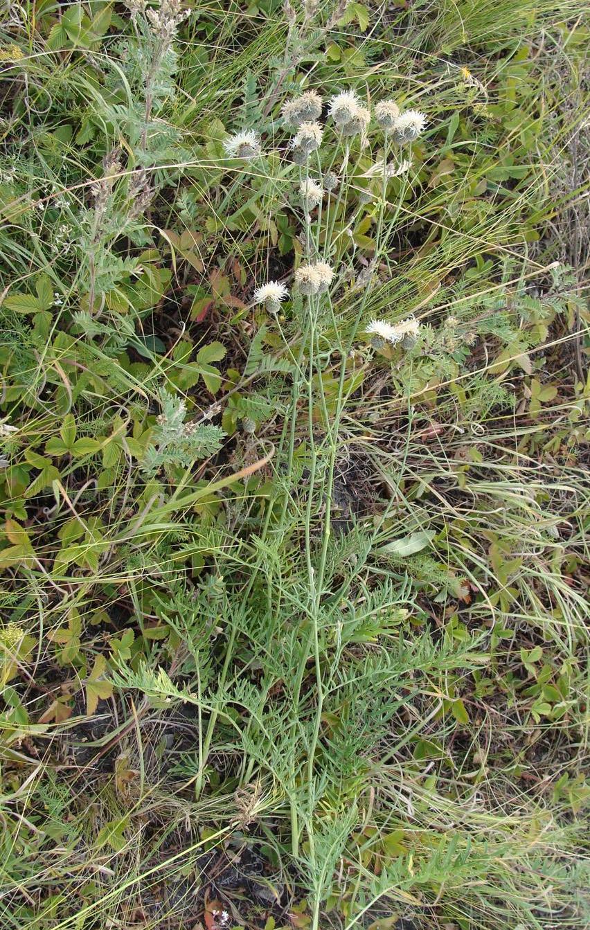 Image of Centaurea apiculata specimen.