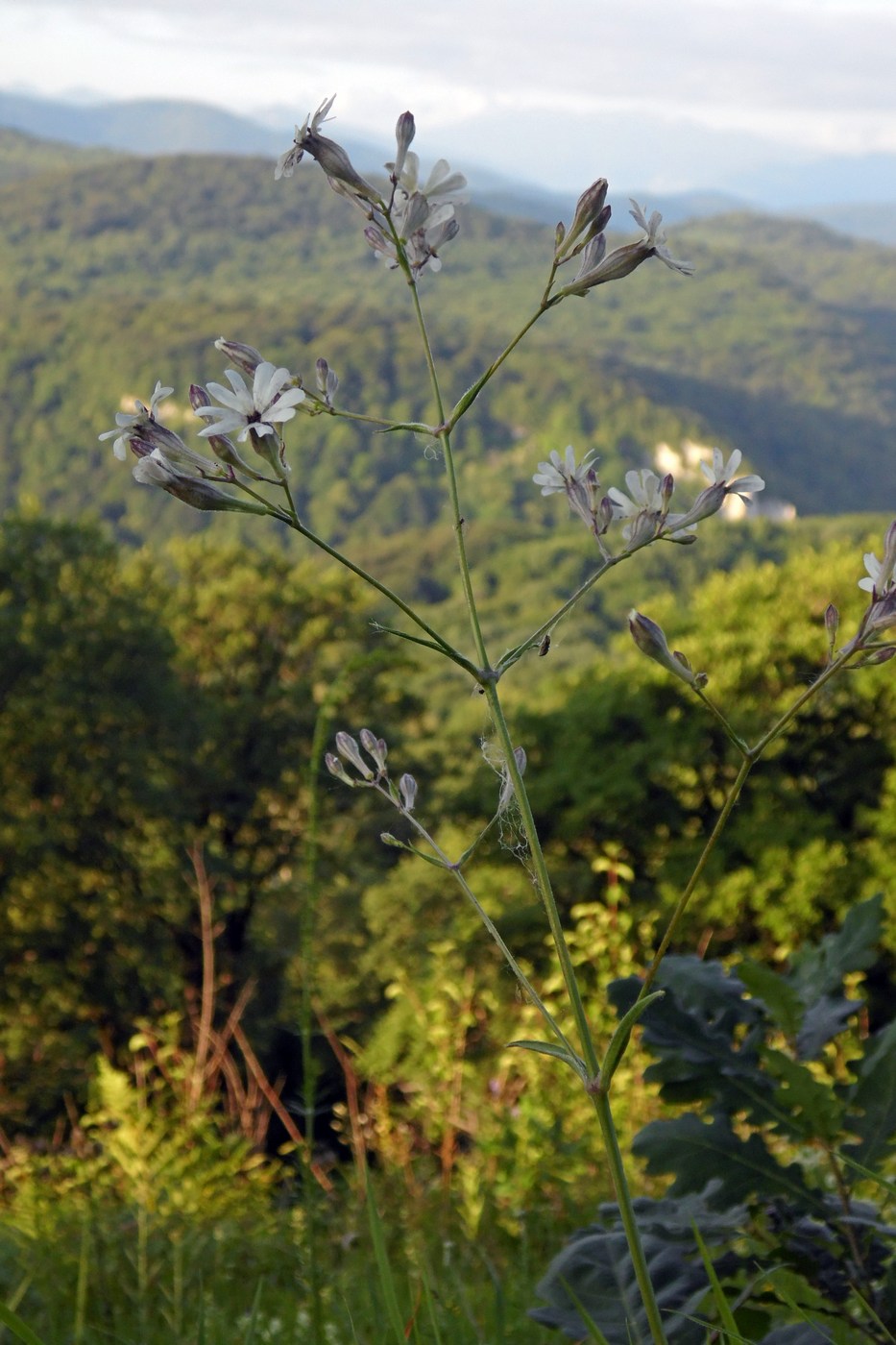 Image of Silene italica specimen.