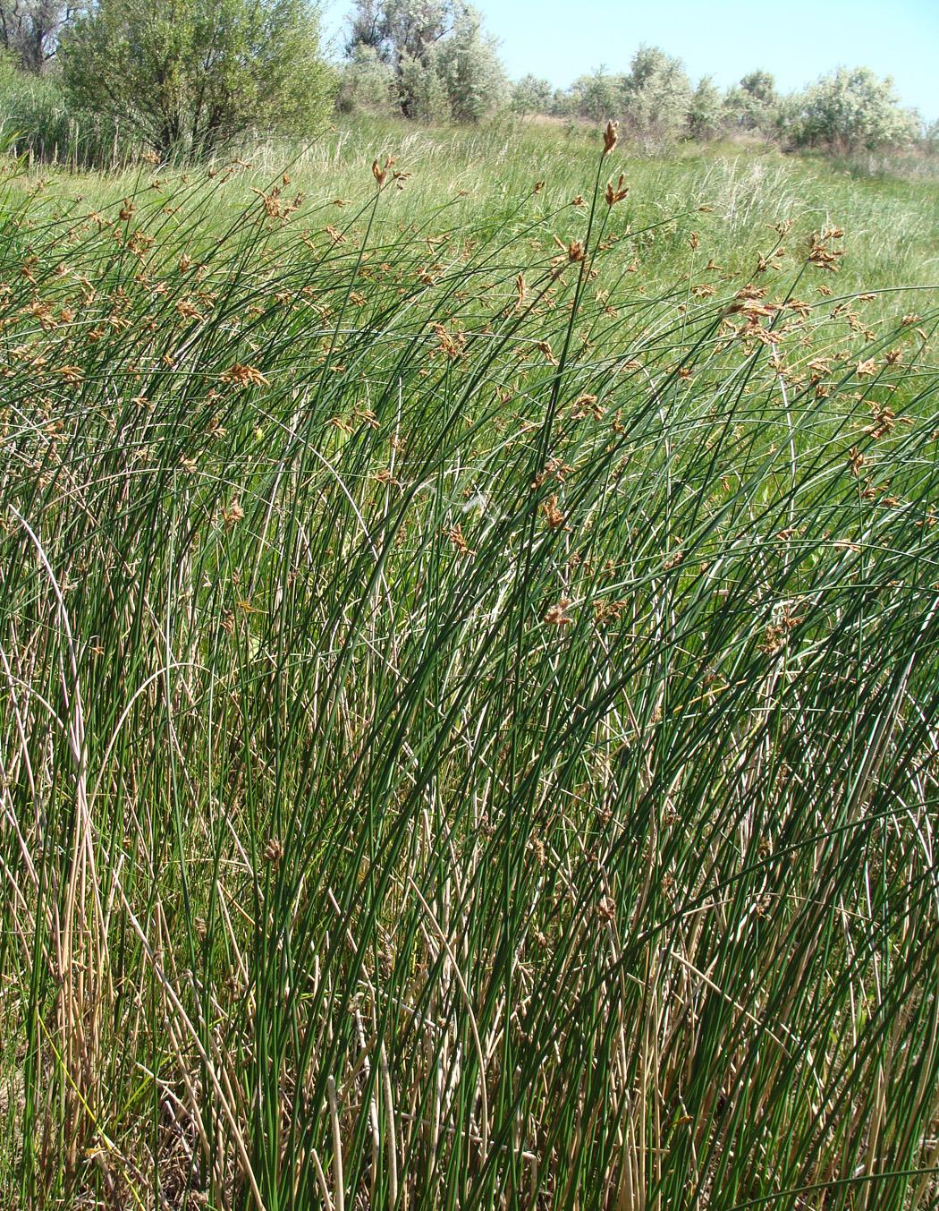 Image of genus Schoenoplectus specimen.