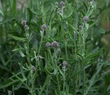 Centaurea scabiosa. Верхушки растения с развивающимися соцветиями. Владимирская обл., Ковровский р-н, окр. дер. Митино, обочина лесной дороги. 30.06.2018.