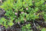 Vaccinium uliginosum ssp. microphyllum