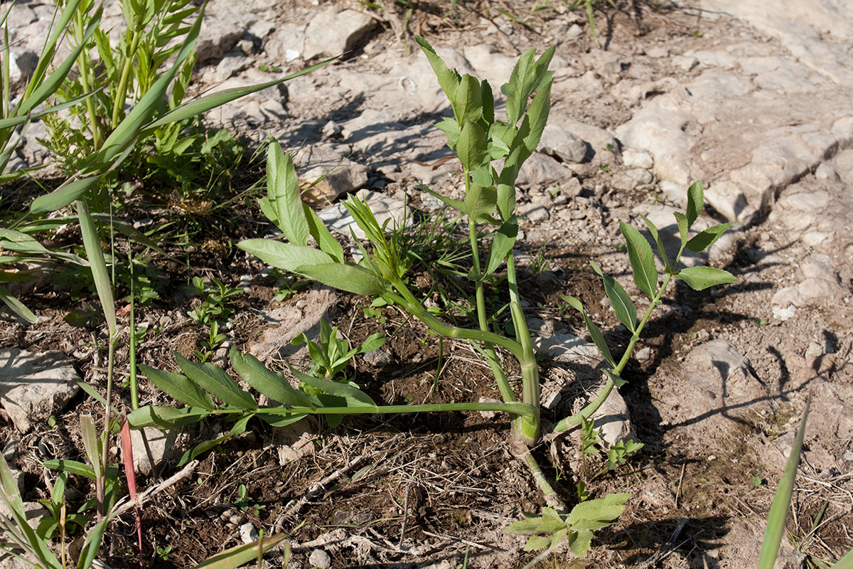 Изображение особи Sium latifolium.