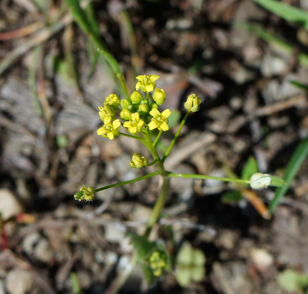 Image of Draba nemorosa specimen.