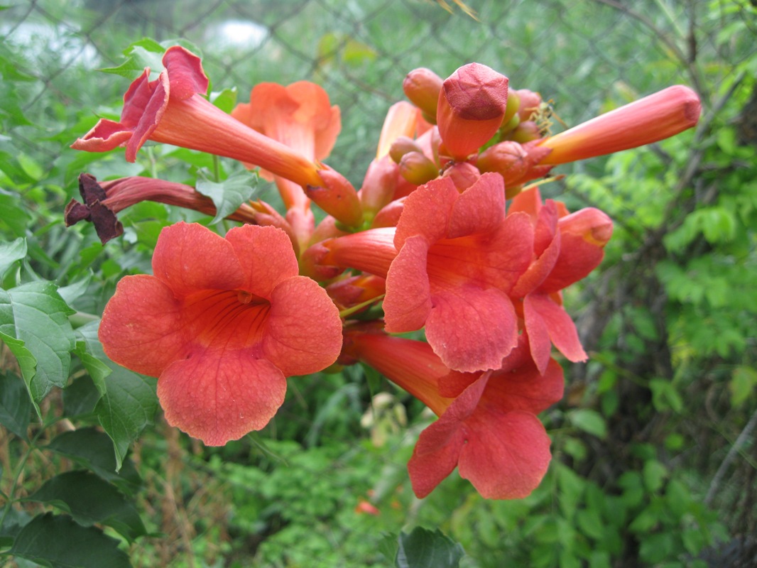 Image of Campsis radicans specimen.