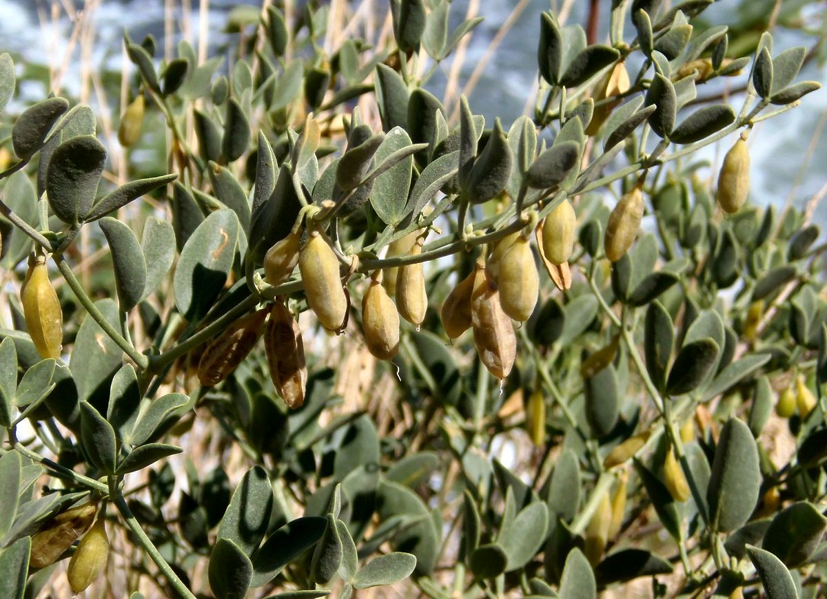 Image of Zygophyllum fabago specimen.